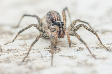Wolf spider crawling on white surface