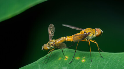 Two yellow flies mating on a green leaf in a dark background