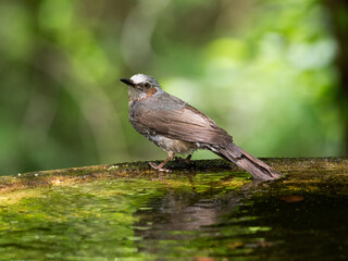 水浴びヒヨドリ