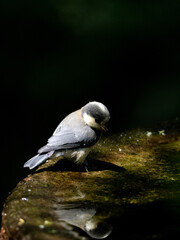 ヤマガラの水浴び
