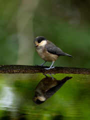 ヤマガラの水浴び