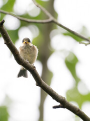 ヤマガラの幼鳥