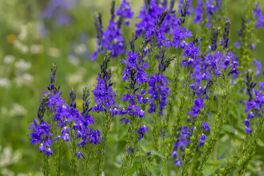 Veronica spicata spiked speedwell syn. Pseudolysimachion spicatum is a species of flowering plant in the family Plantaginaceae