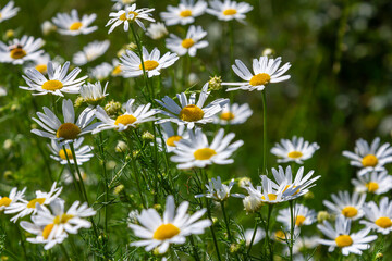 Fototapeta premium Oxeye daisy Leucanthemum vulgare blooming in spring, White flowers in the garden closeup, Wild daisy flowers growing on meadow, white chamomiles on green grass background. Oxeye daisy