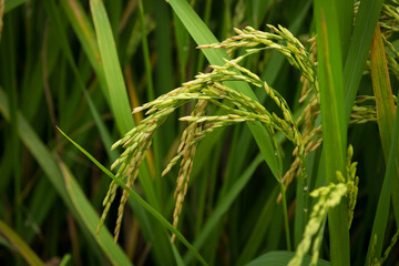 farmer hand holding wheat,rice