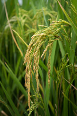 farmer hand holding wheat,rice