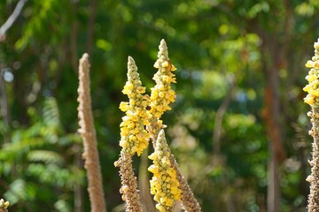 Common or great mullein, or Verbascum Thapsus wild plant flowers, on the island of Kefalonia, Greece
