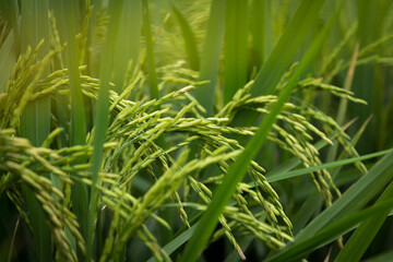 farmer hand holding wheat,rice