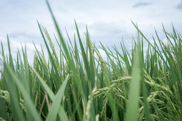 farmer hand holding wheat,rice