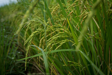 farmer hand holding wheat,rice