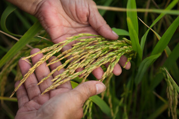 farmer hand holding wheat,rice