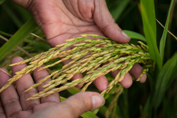 farmer hand holding wheat,rice