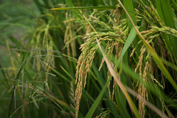 farmer hand holding wheat,rice