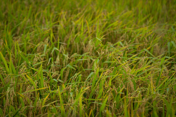 farmer hand holding wheat,rice