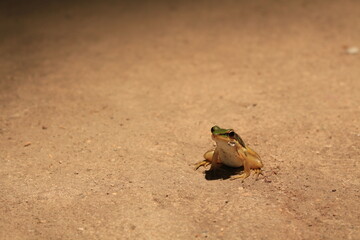 frog on the ground