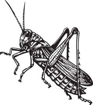 black and white grasshopper insect clip art preview
