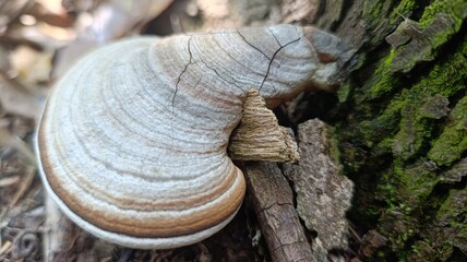 Ganoderma applanatum mushroom on acacia wood, macro photo revealing organic patterns and intricate details of this woody bracket fungus.