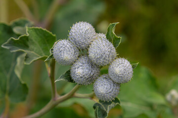 Arctium tomentosum, commonly known as the woolly burdock is a species of burdock belonging to the family Asteraceae