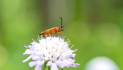 Naklejka premium Close-up of a colorful insect on a flower