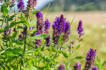 Salvia nemorosa, forest sage, beautiful bright color, violet blue flowers in bloom, muscadine flowering ornamental plants in the garden