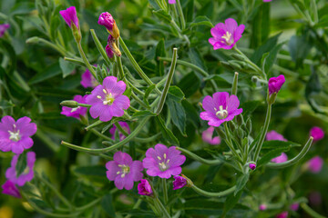 willow-herb epilobium hirsutum during flowering. Medicinal plant with red flowers