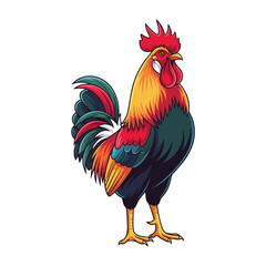rooster isolated on white background