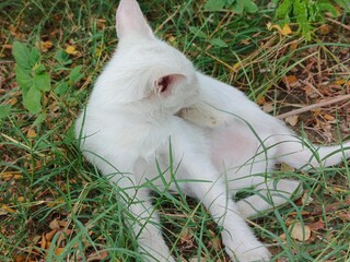 A white cat lying in the grass outside grooming itself on a sunny day in a natural setting outdoors