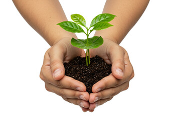 Close up of hands holding a seedling with green leaves and dark soil against a white background