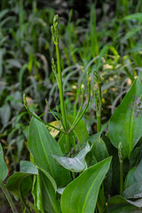 Phreatophyte. American water plantain Alisma plantago-aquatica in swampy-forest river water. Northeast Europe grow on river bank washed away by current, spring water erosion