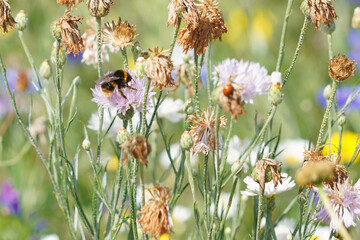 Buff-tailed bumblebee on a pink Cornflower, Derbyshire England
