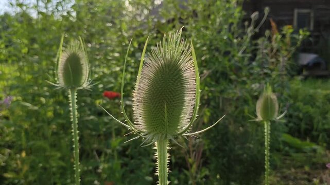 Detailed view of prickly teasel with sharp spines and vertical growth. Natural composition highlights botanical structure and outdoor plant life.