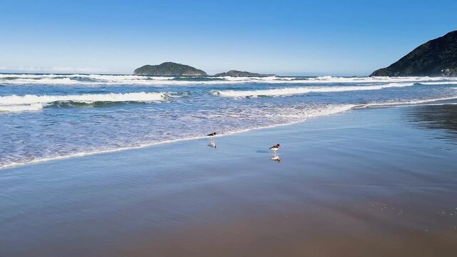 Beautiful beach with coastal birds (Haematopus palliatus) with calm waves and mountainous, rocky shores near the sea, full of nature. Atlantic Ocean in Florian&oacute;polis, Santinho Beach, Brazil.