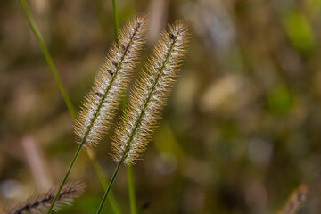Setaria pumila in autumn in a wild field