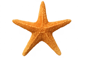 Orange starfish isolated on transparent background exhibiting marine life beauty