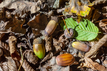 Autumn background fallen oak leaves and ripe acorns lie on the forest ground. Quercus robur, commonly known as petiolate oak, European oak
