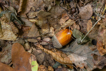 Autumn background fallen oak leaves and ripe acorns lie on the forest ground. Quercus robur,...