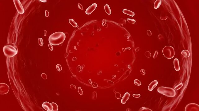 Animated Red Blood Cells Flowing in a Vein, Highlighting Human Body's Vital Circulatory System