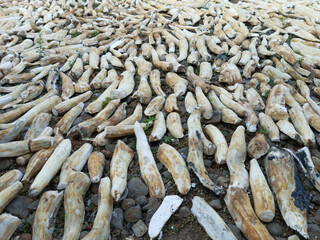 Some cassava being dried.