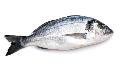 Obraz premium Fresh Dorado Fish on White Background: A Culinary Delight