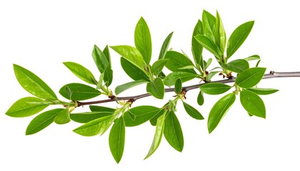 Fresh green leaves sprouting on a delicate branch against a clean white backdrop
