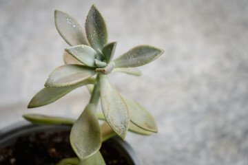 Head and gray leaves of the succulent Graptopetalum Paraguayense wet with dew drops