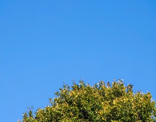 Fototapeta premium Bright blue sky meeting leafy treetop
