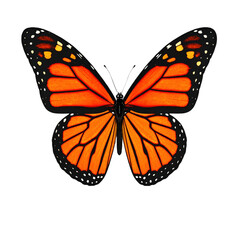 Fototapeta premium Bright orange and black Monarch butterfly with distinct white spots on the edges of its wings, showing detailed patterns and symmetrical spread wings
