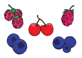 Berry and Fruit Illustration