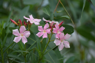 nerium oleander flower  in garden, pink geranium on the garden, pink Waterkanon, Watrakanu, Minnieroot, Iron root, close up