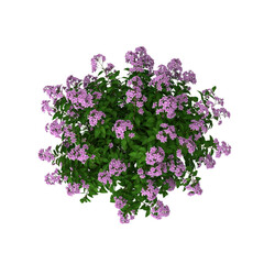 A lush green bush densely covered with clusters of small, vibrant purple flowers, creating a vivid and colorful floral display