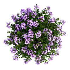 Obraz premium A dense round bush covered with numerous small, delicate purple flowers and rich green leaves, creating a vibrant and lush floral display