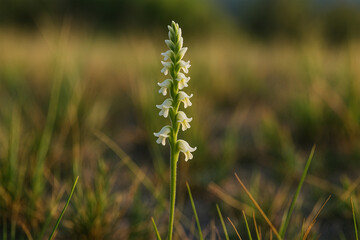 Spiranthes delitescens &ndash; Canelo Hills Ladies&rsquo; Tresses Orchid in Natural Habitat, Rare Endangered Wildflower Photography (Horizontal)