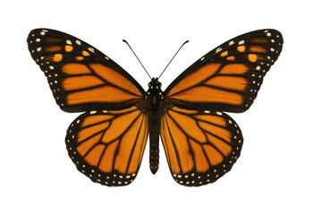 Fototapeta premium Monarch butterfly showing wings with transparent background