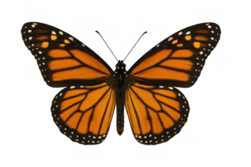 Monarch butterfly showing wings with transparent background